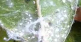 桂花蟲害該如何質(zhì)量？
