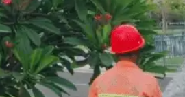如何才能提高綠化養(yǎng)護(hù)效率，降低綠化養(yǎng)護(hù)成本呢？