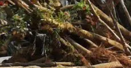 在樹(shù)木遷移過(guò)程中如何防止在遷移過(guò)程中受到損傷？